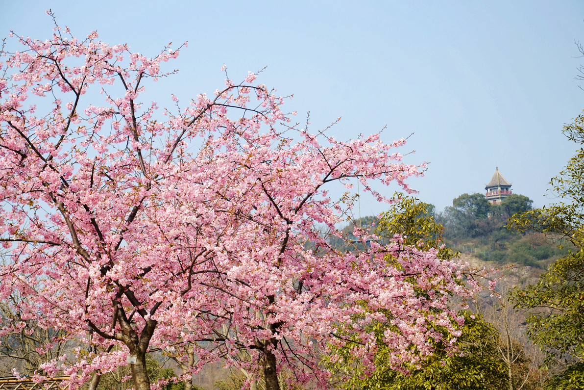 2017年3月4日上海辰山植物园盛开的樱花 - 花粉随手拍风光 花粉俱乐部